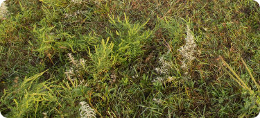 Fallow field with wild grasses