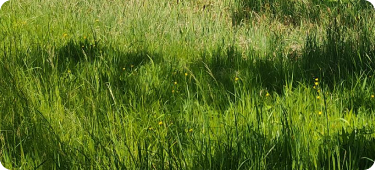 Close-up of a grassland meadow