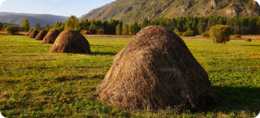 Open natural grassland field