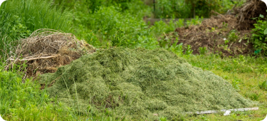 Cut grass collected in the field